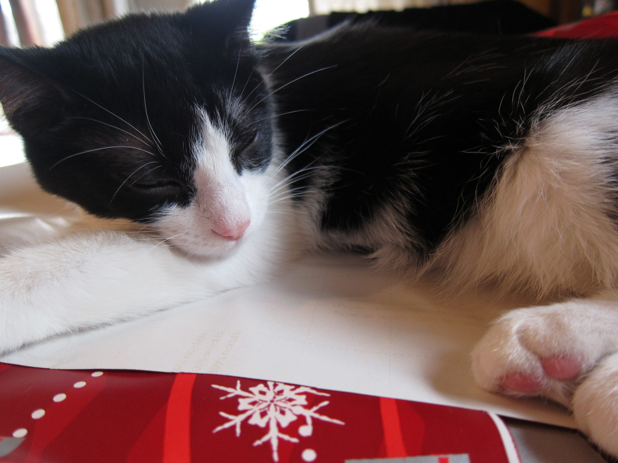 Keeping cats away from christmas trees marie young creative